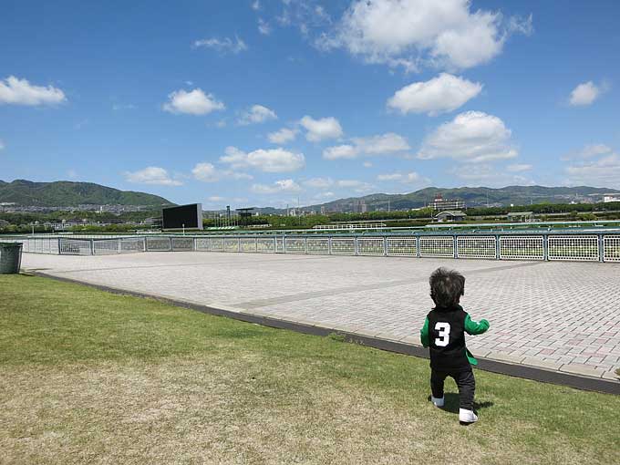 阪神競馬場・馬場の芝生
