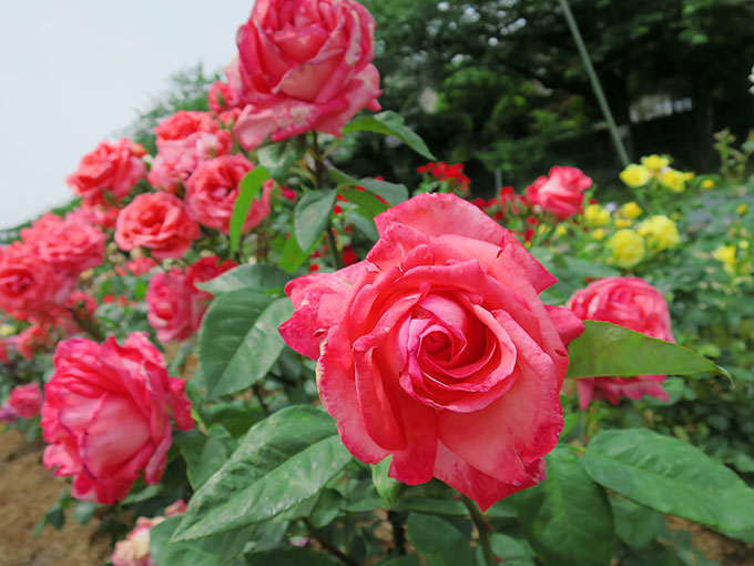 尼崎の交通公園・分区園の薔薇