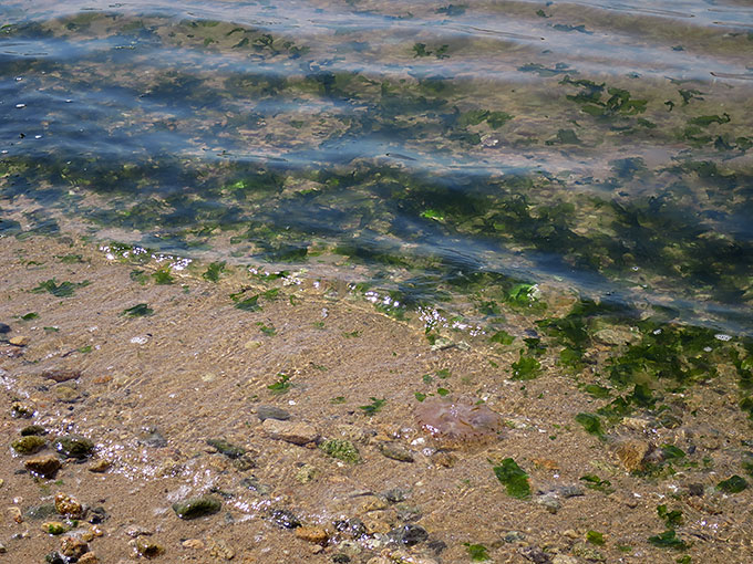 海藻だらけ