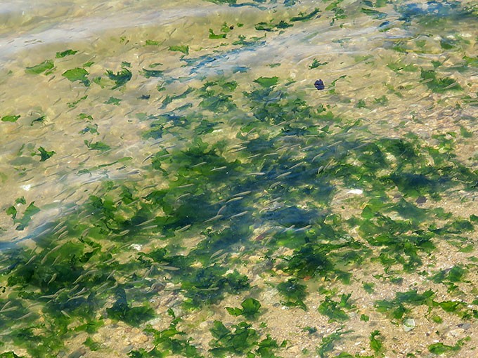 海藻とハク